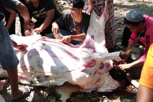 Pemantauan dan Pemeriksaan Hewan Qurban